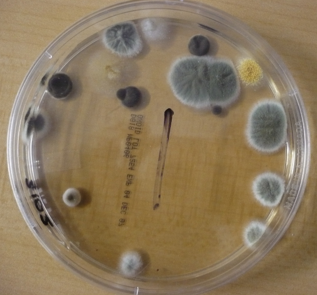 Mold In Bathroom Walls Dangerous mold on drywall: how to remove mold from wall . mould facts Mold In Bathroom Walls Dangerous mold on drywall: how to remove mold from wall . mould facts