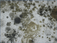black mold picture