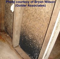 basement black mold Basement black mold- one of the many types of mold found in basements
