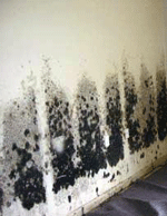 what is black mold